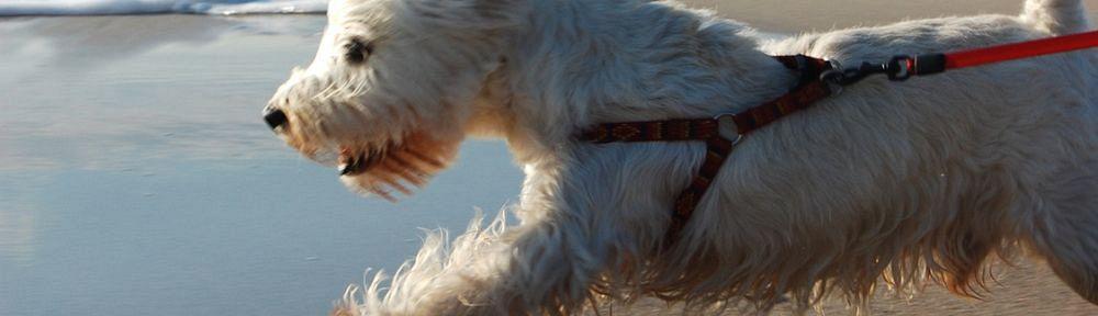 Westie Krankheiten Was sind typische Krankheiten beim Westie