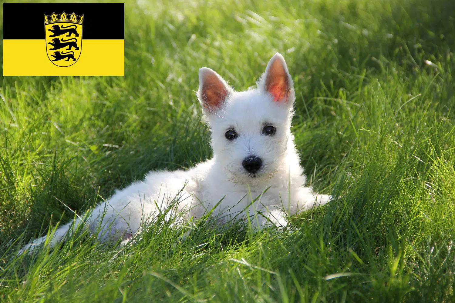 White Terrier Westie Welpen