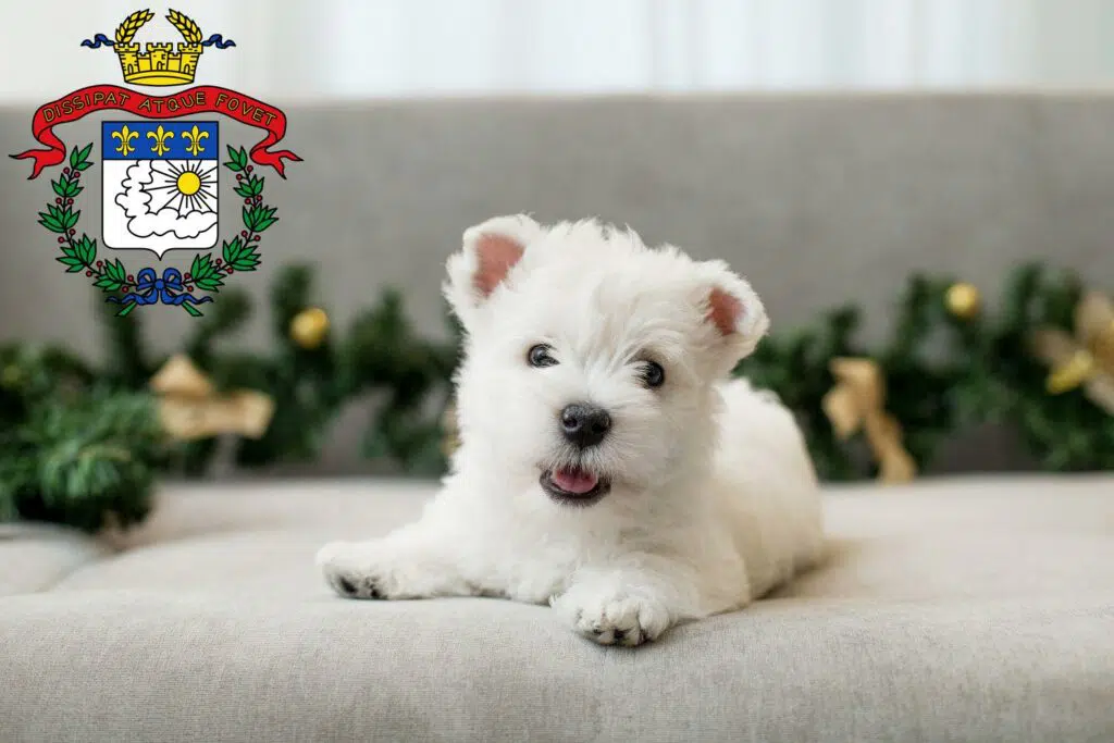 White Terrier Westie Welpen