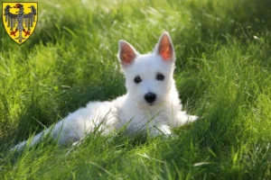 Mehr über den Artikel erfahren Westie Züchter und Welpen in Aachen