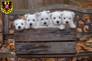 Mehr über den Artikel erfahren Westie Züchter und Welpen in Aalen