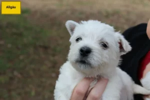 Mehr über den Artikel erfahren Westie Züchter und Welpen im Allgäu