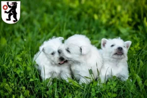 Mehr über den Artikel erfahren Westie Züchter und Welpen in Appenzell