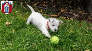 Mehr über den Artikel erfahren Westie Züchter und Welpen in Aschaffenburg