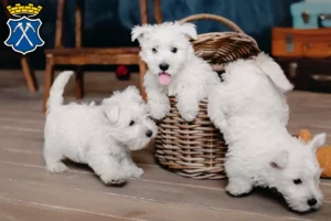 Mehr über den Artikel erfahren Westie Züchter und Welpen in Bad Homburg vor der Höhe