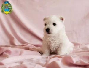 Mehr über den Artikel erfahren Westie Züchter und Welpen in Bautzen