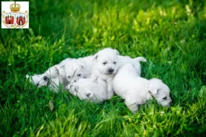 Mehr über den Artikel erfahren Westie Züchter und Welpen in Brandenburg an der Havel