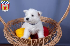 Mehr über den Artikel erfahren Westie Züchter und Welpen in Deggendorf