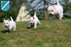 Mehr über den Artikel erfahren Westie Züchter und Welpen in Dillingen an der Donau