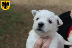 Mehr über den Artikel erfahren Westie Züchter und Welpen in Dortmund