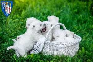 Mehr über den Artikel erfahren Westie Züchter und Welpen in Eisenach