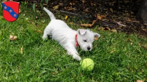 Mehr über den Artikel erfahren Westie Züchter und Welpen in Erbach (Odenwald)