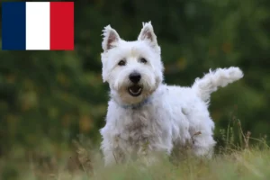 Mehr über den Artikel erfahren Westie Züchter und Welpen in Frankreich