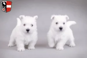 Mehr über den Artikel erfahren Westie Züchter und Welpen in Garmisch-Partenkirchen