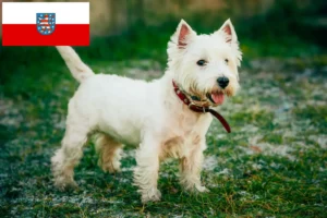 Mehr über den Artikel erfahren Westie Züchter und Welpen in Thüringen