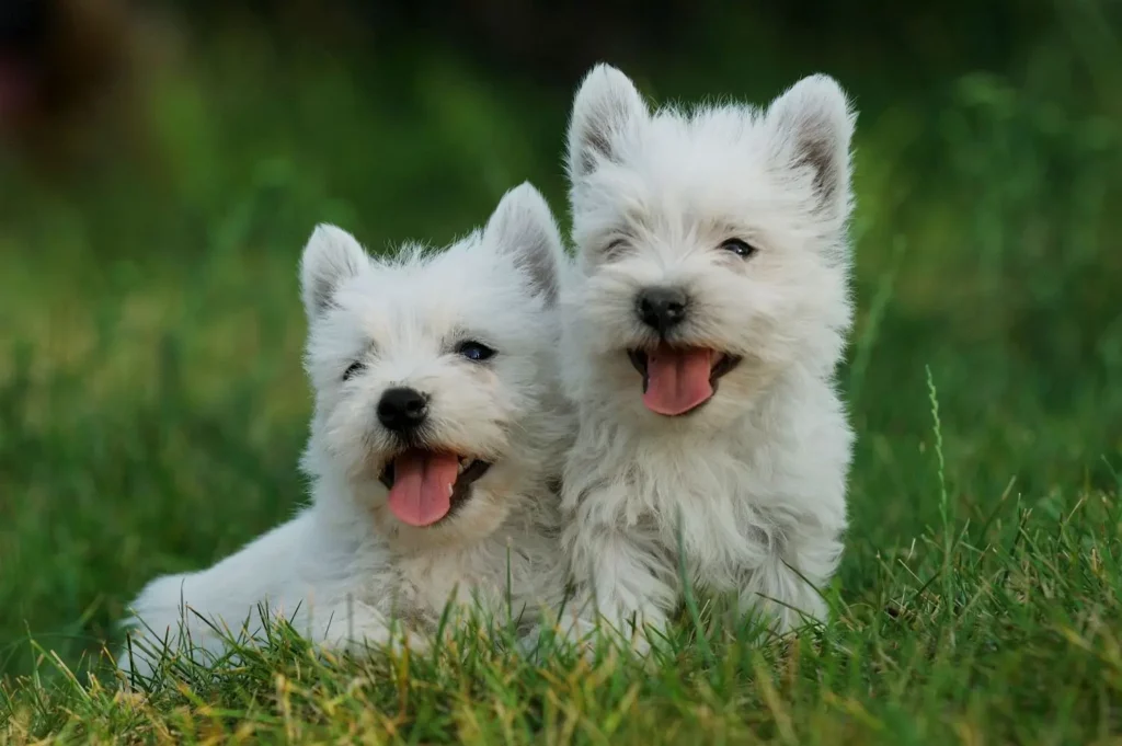 Gesunde Westie Welpen von seriösen Züchtern