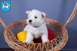 Mehr über den Artikel erfahren Westie Züchter und Welpen in Heilbad Heiligenstadt