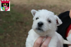 Mehr über den Artikel erfahren Westie Züchter und Welpen in Hofheim am Taunus