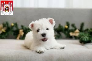 Mehr über den Artikel erfahren Westie Züchter und Welpen in Merseburg