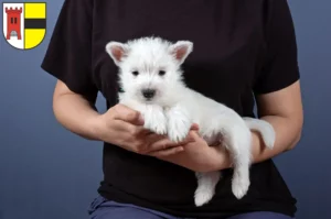 Mehr über den Artikel erfahren Westie Züchter und Welpen in Moers