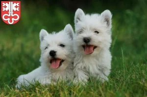 Mehr über den Artikel erfahren Westie Züchter und Welpen in Nidwalden