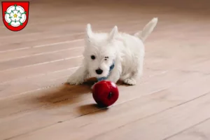 Mehr über den Artikel erfahren Westie Züchter und Welpen in Rosenheim