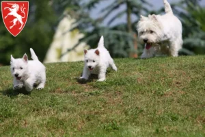 Mehr über den Artikel erfahren Westie Züchter und Welpen in Schwäbisch Gmünd