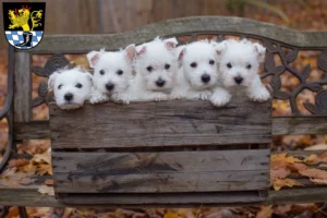 Mehr über den Artikel erfahren Westie Züchter und Welpen in Schwandorf