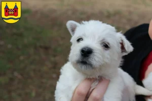 Mehr über den Artikel erfahren Westie Züchter und Welpen in Schwelm