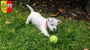 Mehr über den Artikel erfahren Westie Züchter und Welpen in Sonthofen