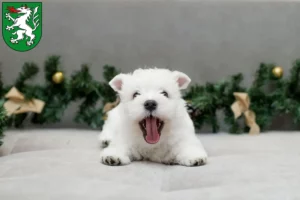 Mehr über den Artikel erfahren Westie Züchter und Welpen in Steyr