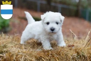 Mehr über den Artikel erfahren Westie Züchter und Welpen in Zug